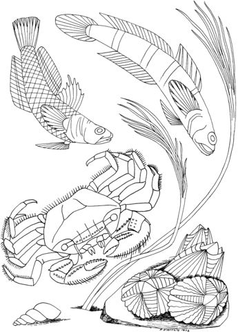 Sea Crab Shellfish Coloring Page